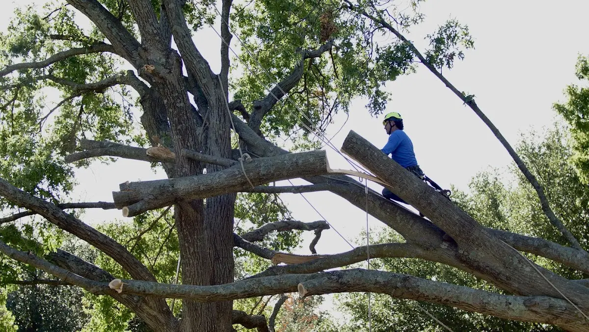 Professional Crown Thinning performed by certified arborists in Pond Eddy
