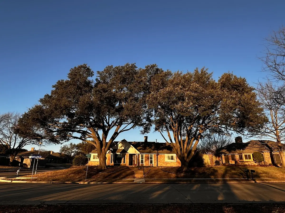 Established residential canopy tree shading a home in Pond Eddy